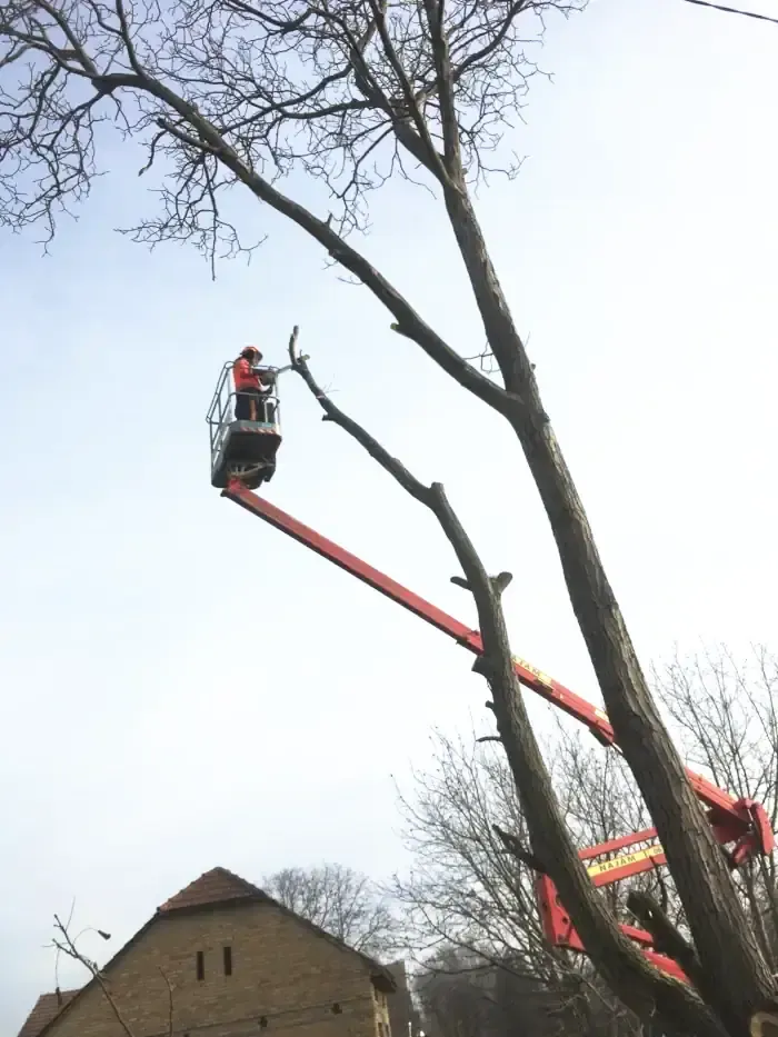 Sečenje drveća sa korpom