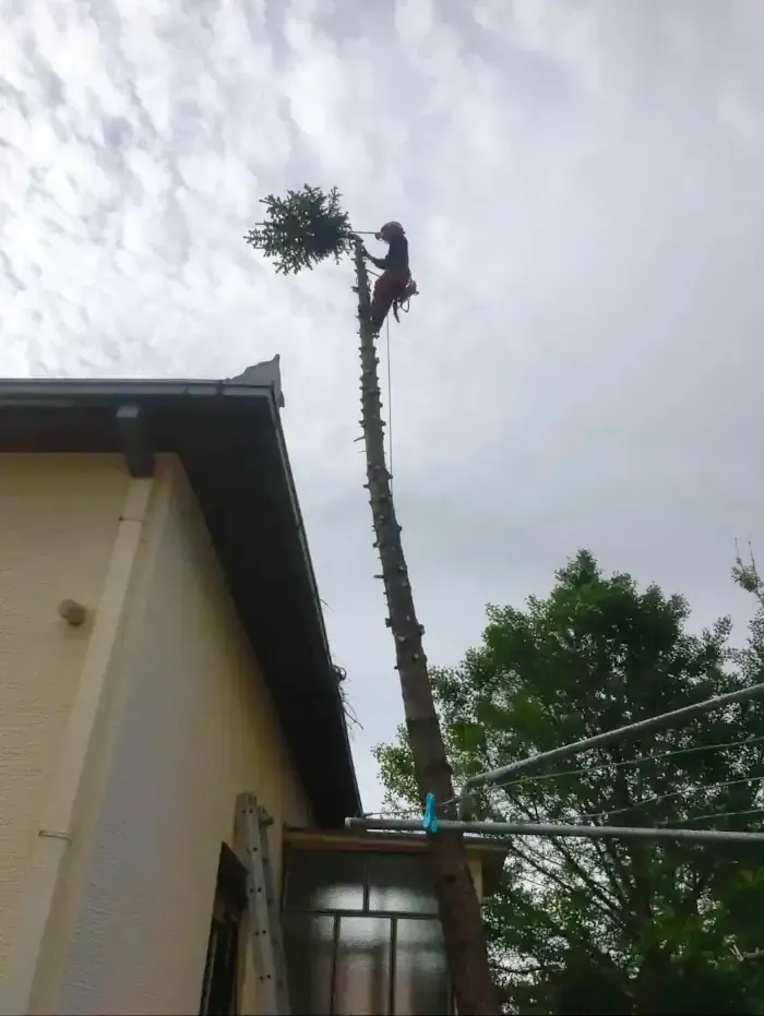 Sečenje drveća u dvorištu