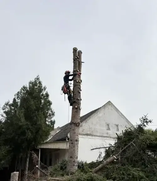 Sečenje drveća u dvorištu